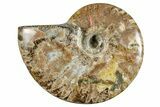 Polished Cretaceous Ammonite (Cleoniceras) Fossil - Madagascar #262125-1